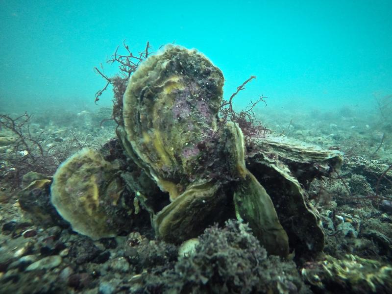 Live Oysters Underwater