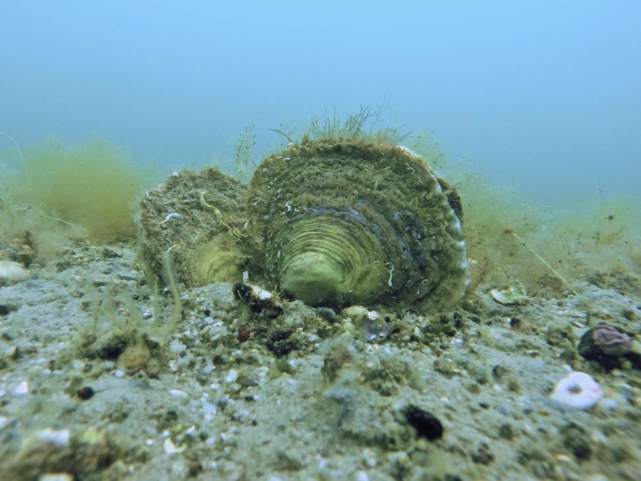 Underwater images of the last native oysters beds in Brittany (France)