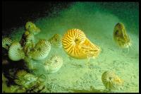Campagne CALSUB - Attroupement de nautiles ombiliqués (Nautilus macromphalus)