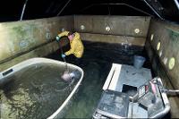 Travaux de recherche sur les cerniers : pêche d'un individu dans le grand bassin du môle Sainte-Anne