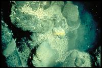 Campagne HYDROSNAKE - Accumulation de crevettes (Rimicaris exoculata) sur le site hydrothermal du Snake Pit