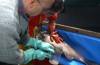 Stripping d'un cernier (Polyprion americanus)