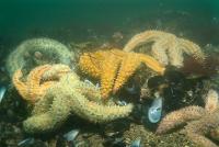 Etoiles de mer commune (Asterias rubens) mangeant des moules (Mytilus edulis)