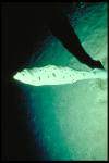 Campagne CALSUB - Eponge (Porifera)