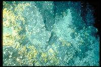 Campagne NAUTILAU - Colonie de modioles sur une roche hydrothermale