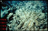 Campagne GARRETT - Massif de péridotite serpentinisée (lave fraîche)