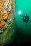 Plongeur éclairant la biodiversité d'un tombant rocheux