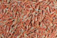 Campagne IBTS 2010 - Pêche de crevettes striées (Pandalus montagui)