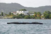 Installation aquacole devant le bâtiment de la Délégation de l'Ifremer aux Antilles (Martinique)