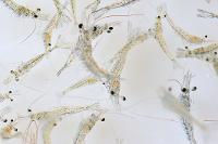 Crevettes pénéides (Litopenaeus stylirostris ou Penaeus stylirostris) sur fonds blanc