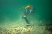 Plongée de prélèvements pour comptage d'huîtres plates en rade de Brest