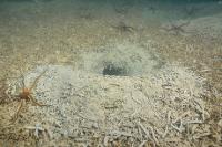 Terrier de crustacé sur un fond colonisé par des haploops
