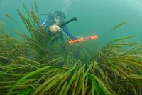Prélèvement d'herbiers de zostères dans le golfe du Morbihan