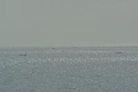 Flottille de pirogues au large du Sénégal