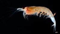Mission AWA - Zooplancton (Crevette)