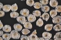 Larves d'huîtres plates (Ostrea edulis)