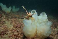 Crabe macropode et ascidies blanches (Phallusia mammillata)