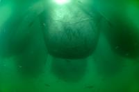 Vue sous-marine de cages d'élevage flottantes d'ombrines ocellées (Sciaenops ocellatus)