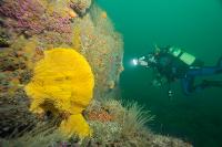 Plongeur éclairant la biodiversité d'une paroi rocheuse
