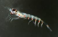 Campagne IBTS 2010 - Krill, un crustacé planctonique