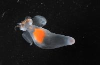 Campagne IBTS 2010 - Mollusque ange de mer (Clione limacina)
