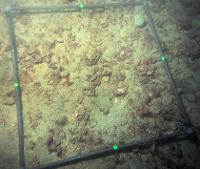 Quadrat pour l'échantillonnage des huîtres plates en rade de Brest