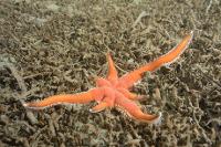 Etoile de mer (Luidia ciliaris) sur un fond colonisé par des haploops