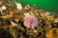 Oursin globuleux (Echinus esculentus) en rade de Brest