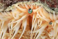 Yeux et tentacules d'une coquille Saint-Jacques (Pecten maximus)