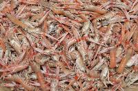 Langoustines (Nephrops norvegicus)