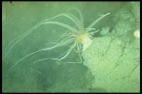 Campagne GEOCYATHERM - Anémone ou "actinie" sur la dorsale du Pacifique Est