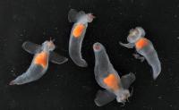 Campagne IBTS 2010 - Mollusques anges de mer (Clione limacina)