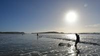 Pêche à la telline (Donax trunculus) dans le Finistère