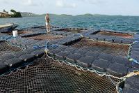 Aquaculture de l'ombrine ocellée (Sciaenops ocellatus) : cages flottantes (série 1/2)
