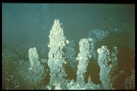 Campagne NAUTILAU - Crabes à proximité de fumeurs hydrothermaux