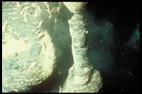 Campagne NAUTILAU - Crevettes sur des fumeurs hydrothermaux