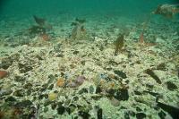 Site d'essai hydrolien de Paimpol-Bréhat - Biodiversité benthique (point B)