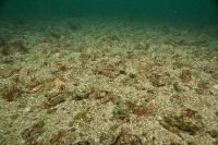 Site d'essai hydrolien de Paimpol-Bréhat - Biodiversité benthique (point A)