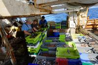 ObsMer - Opération de tri de pêche sur le chalutier Jean-Louis Vincent en Méditerranée