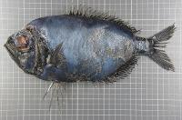 Dirette de parin (Diretmichthys parini) pêchée en mer du Nord