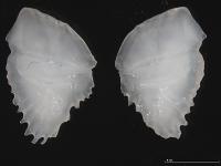 Otolithes de Dirette de parin (Diretmichthys parini) pêchée en mer du Nord