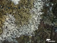 Traveling video in a 3D representation of cold-water coral assemblage (Photogrammetry)