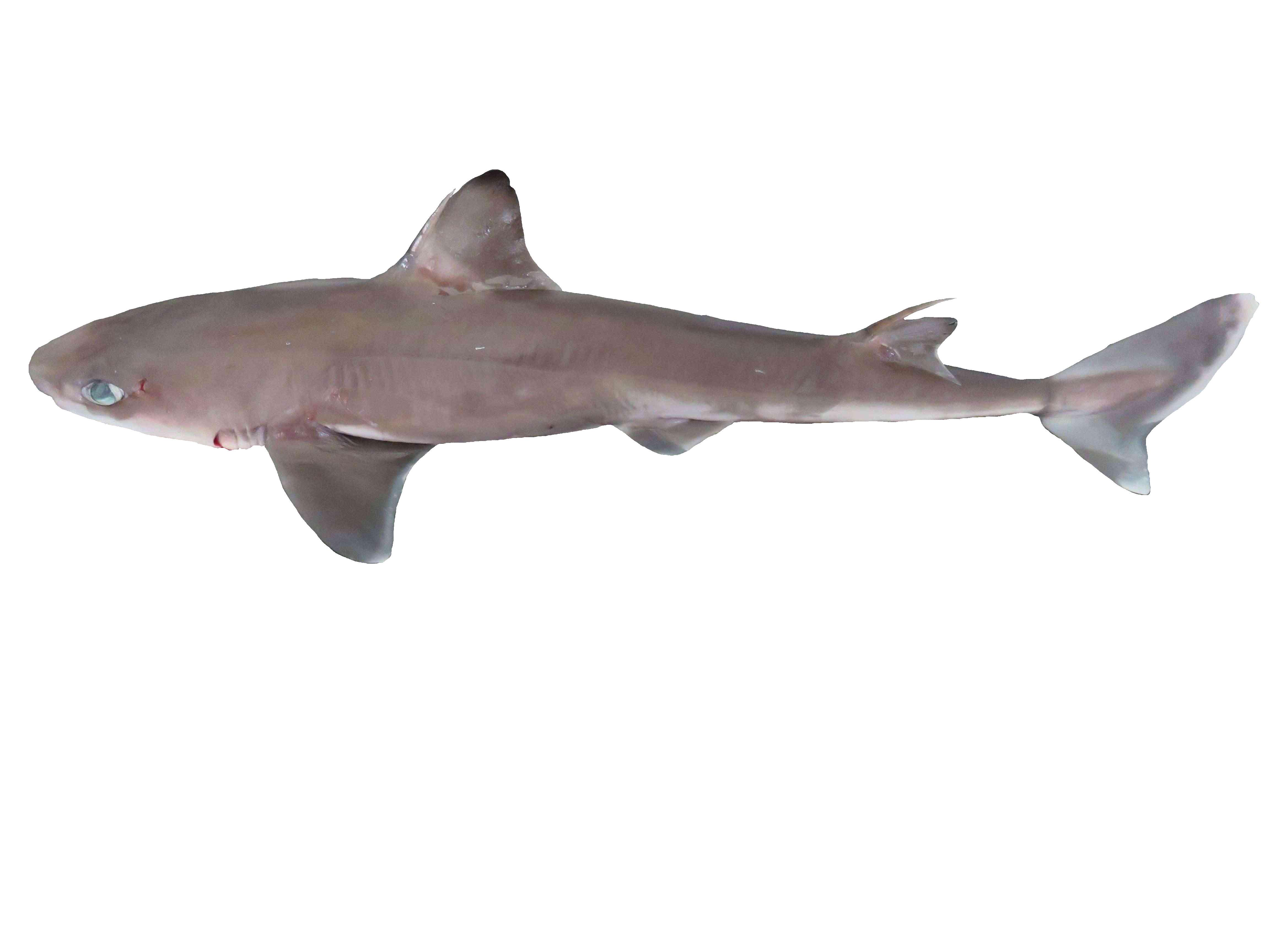 Requin Aiguillat Squalus Megalops