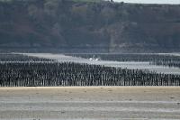 Parcs à moules sur bouchots vers Saint-Jacut-de-la-Mer (Baie de l'Arguenon)