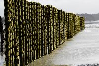 Rangée de moules sur bouchots vers Saint-Jacut-de-la-Mer (Baie de l'Arguenon)