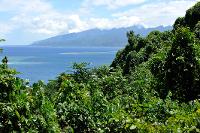 Végétation luxuriante sur le littoral de Tahiti (série 2/2)