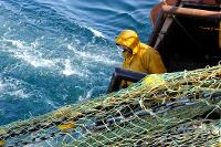 Pêcheur au chalut de fond à bord du Précurseur (série 3/4)