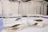 Projet ICEfish - Béchers contenant des épinoches à 3 épines (Gasterosteus aculeatus)