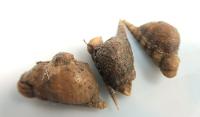 Anémones de mer (Hormathia coronata) fermées, sur des Turitelles