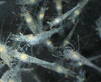 Crevettes pénéides (Litopenaeus stylirostris) sur fonds noir